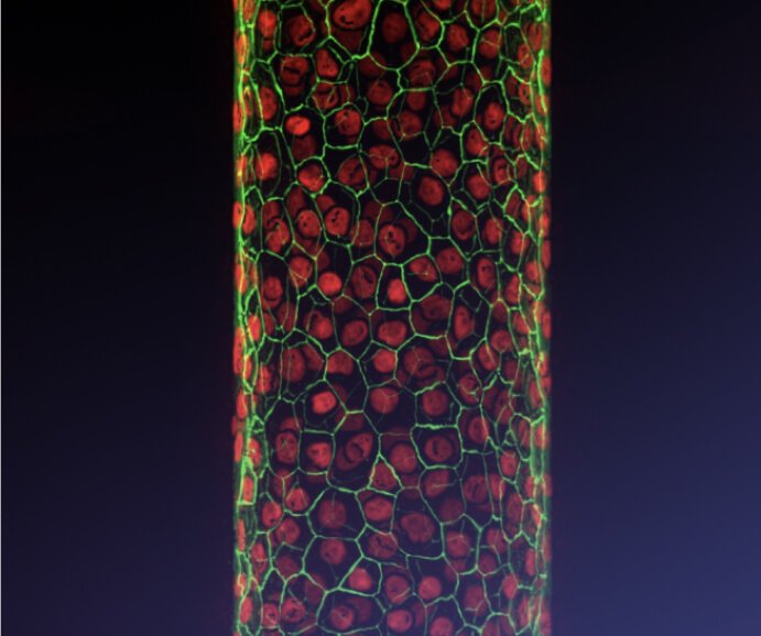 Organ model illustration from the Numa BioSciences site.