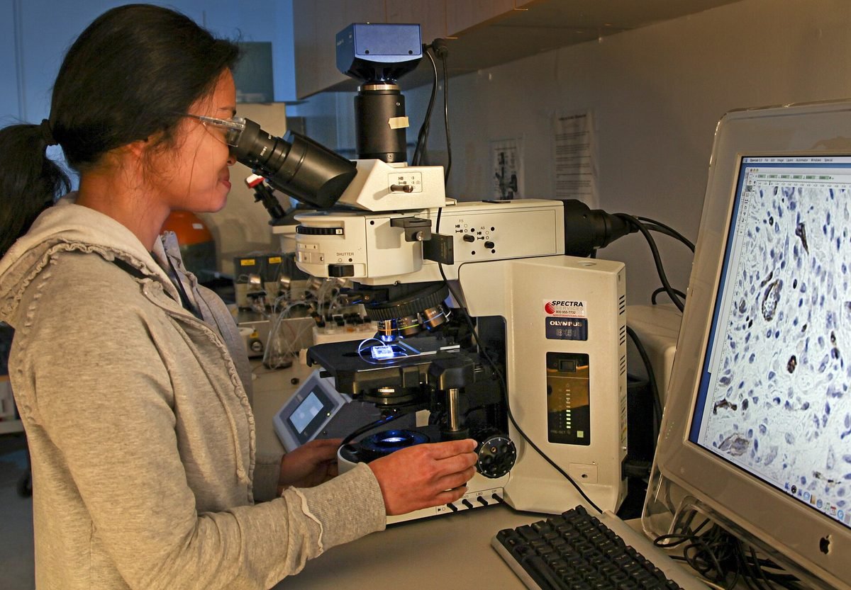 A researcher adjusting the focus on a microscope while observing cell growth.