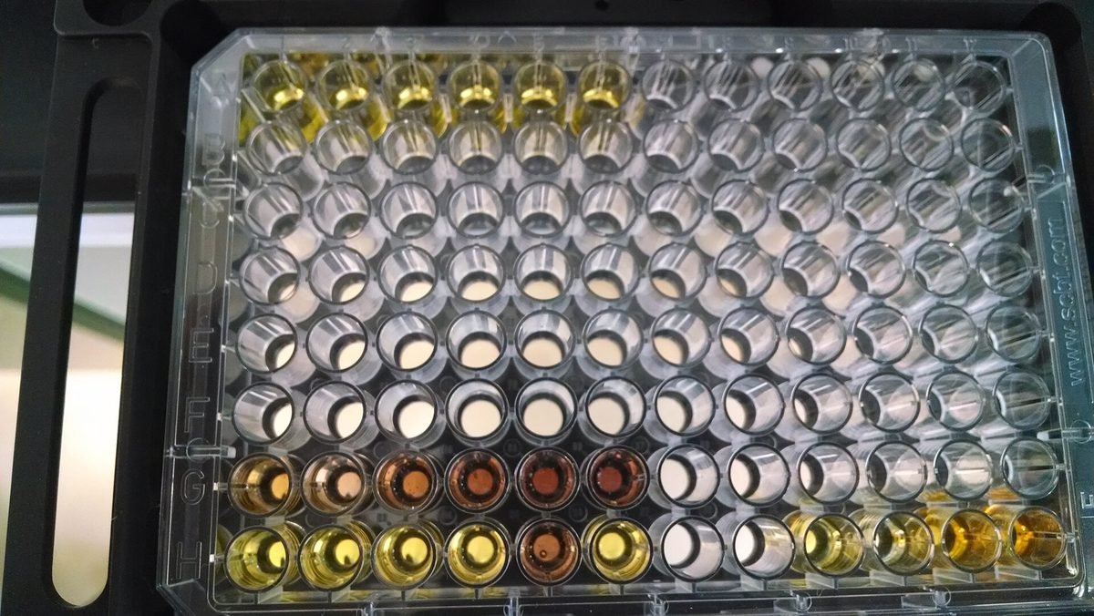 A 96-well microplate filled with reagent mixtures.